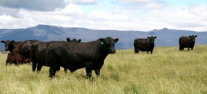 Young 2012 Sale Bull with Mature Females