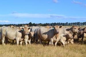 Woodbourn Murray Grey cows