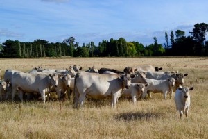 Murray Grey cows all CA tested