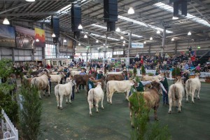 Melbourne Show Woodbourn Tasmania