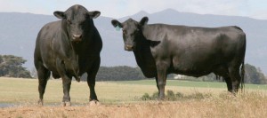 Woodbourn Path finder and cow 