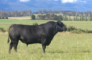 Woodbourn Angus Bull WKH A028 Tasmania