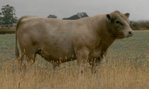 Lot 1 Woodbourn Gomer G39
