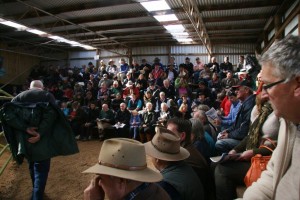 Crowds at the Woodbourn 2013 Murray Grey sale