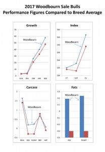 Graphs-of-Woodbourn-sale-bulls-compared-to-Murray-Grey-Breed-average.